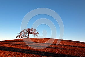 Lone Tree in Paso Robles Wine Country Scenery photo