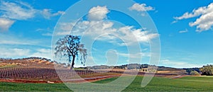 Lone Tree in Paso Robles Wine Country Scenery photo