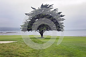 Lone tree on Pebble Beach golf course along the Monterey Bay