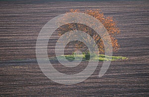 Lone tree on ploughland