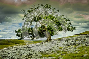 Lone tree at Pot Scar above Feizor in the Yorkshire Dales