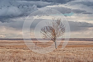 Lone tree on the prairie with a dramtic sky