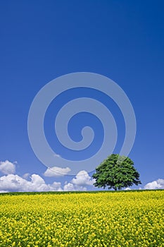 Lone tree and fields