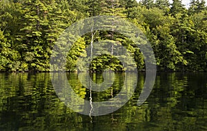 Lone tree reflected in water of lake