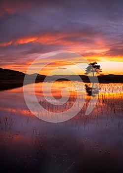 Lone tree reflecting in calm lake with beautiful fiery sunset clouds in sky. Kelly Hall Tarn, Lake District, UK.