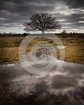 A lone tree reflecting in a river with storm clouds