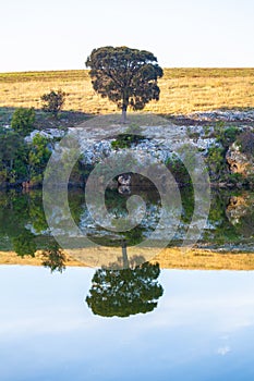 Lone tree reflecting in the water at sunrise.