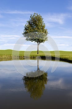 Lone tree reflection