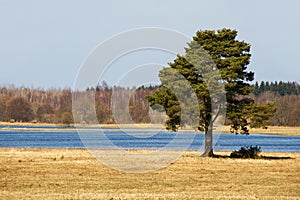 Lone tree by river