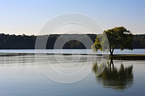 Lone Tree on the River