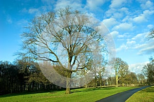 Lone tree and road