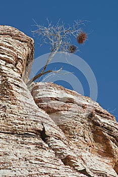 Lone Tree in Rock