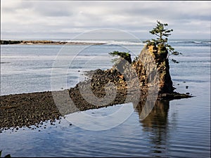 Lone tree on rock at coastal bay