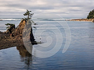 Lone tree on rock at coastal bay