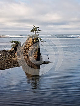 Lone tree on rock at coastal bay