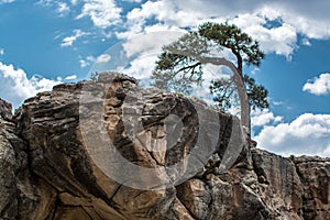 Lone tree on a rock outcropping photo