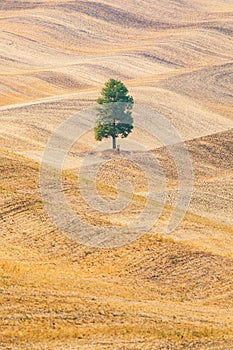 Lone tree in rolling wheat field