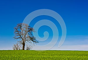 Lone tree rural landscape