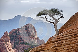 Lone Tree On Sandstone Cliff