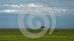 Lone tree at savanna