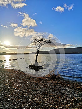 A Lone Tree in the Shallow Water of Loch Lomond