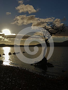 A Lone Tree in the Shallow Water of Loch Lomond