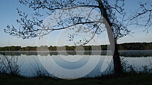 A lone tree on the shore of a still water lake at sunrise