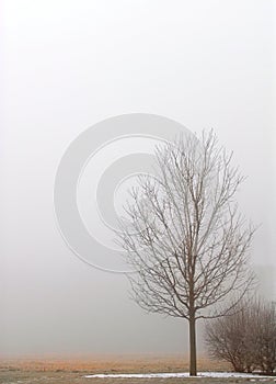 Lone tree shrouded in fog on a winter's day photo
