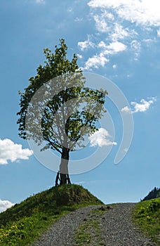 Lone tree on the side of a gravel country lane with blue sky and moutain landscape behind