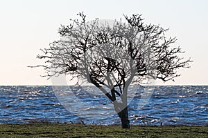 Lone tree silhouette