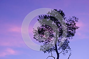 Lone Tree Silhouette and An Evening Sky