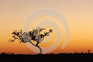 Lone tree silhouette, orange sunset, Australia