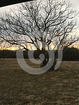 Lone Tree Silhouette at Sunset