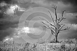 Lone Tree Silhouetted Against a Dark and Stormy Sky