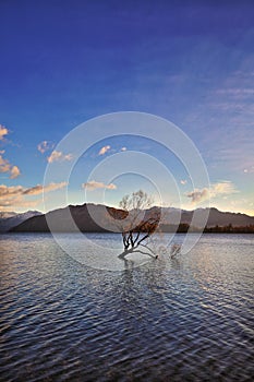 The Lone Tree Famous Lake Wanaka Landmark