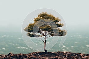 A lone tree sitting on top of a hill. Generative AI image.
