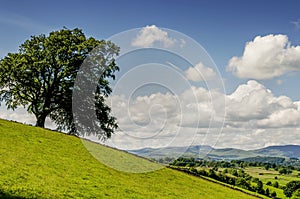 Lone tree on a slope
