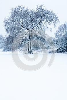 Lone Tree in the snow