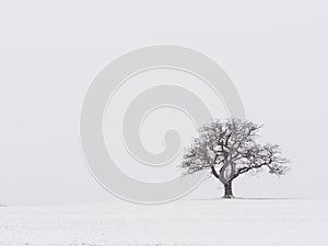 Lone Tree in the Snow