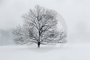 A lone tree in snow