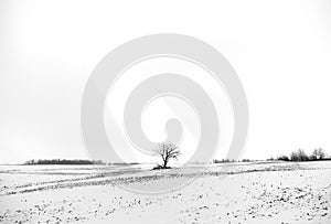 Lone tree in a snow covered field illuminated by a ray of sun in