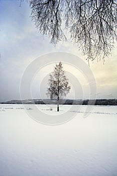 Lone tree in a snow covered landscape