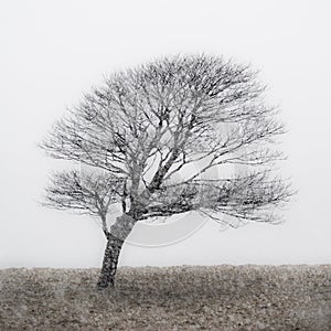 Lone Tree at Malham Tarn in snow storm