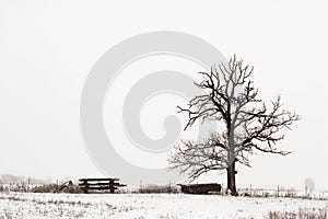 Solitario un albero nevoso 