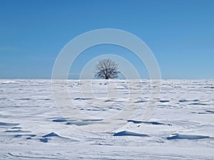 Lone tree on the snowy field with snowdrifts shaped by the wind and blizzard. Cold winter scene with a oak standing single under