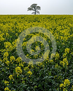 'The Lone Tree' in a spring field of flowering rapeseed