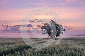 A lone tree standing on a crop field in warm light