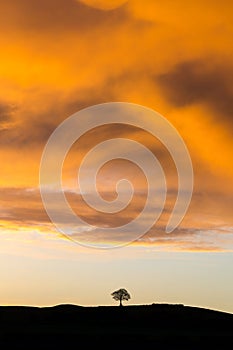 Lone tree standing on hill silhouette with dramatic sky sunset storm above