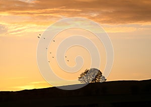 Lone tree standing on hill silhouette with dramatic sky sunset storm above flying birds