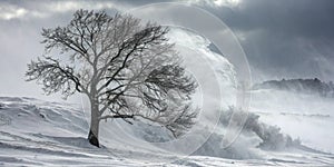 Tree in Snow Blizzard